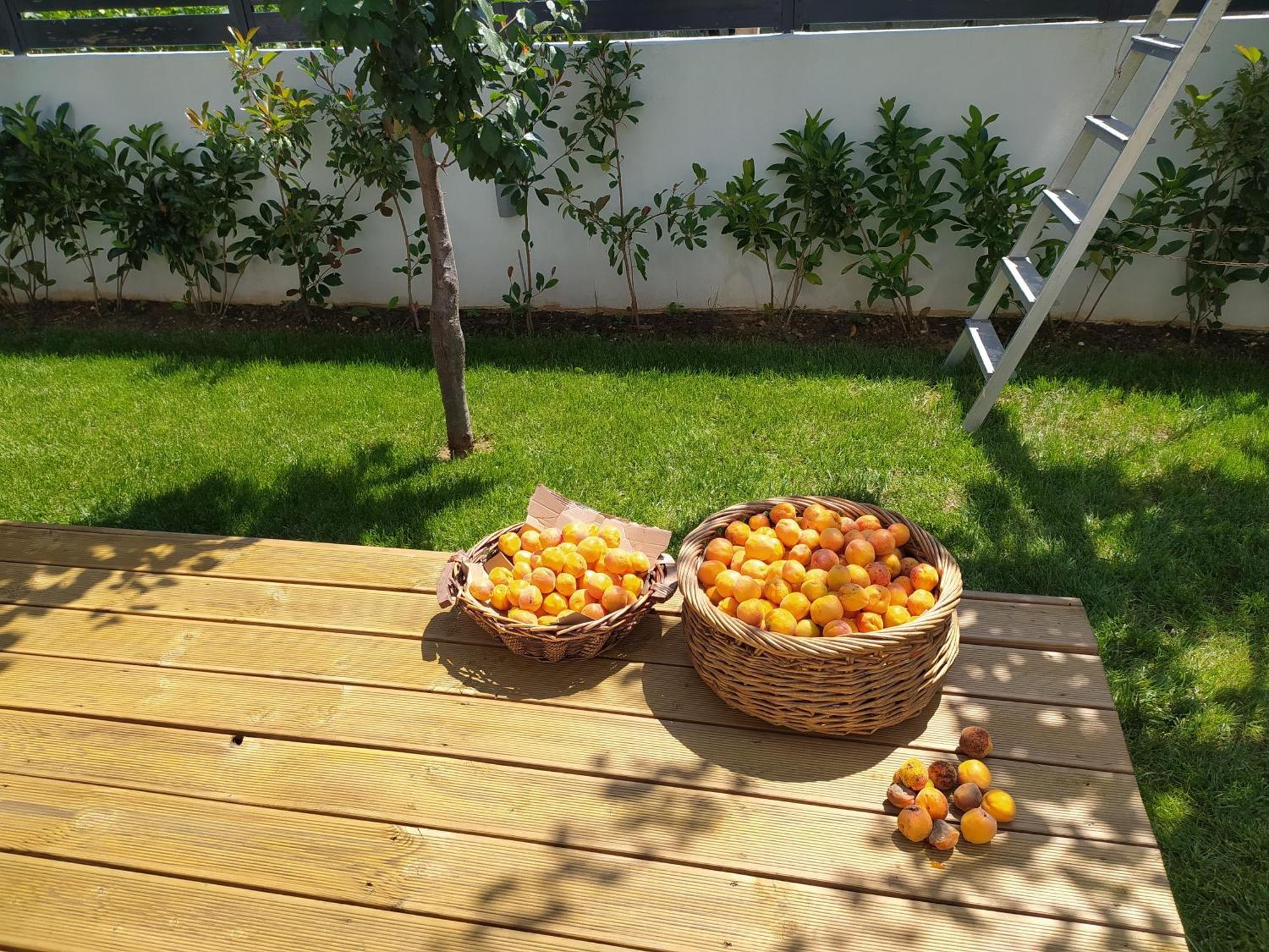 Marena B&B Pogradec Exterior foto